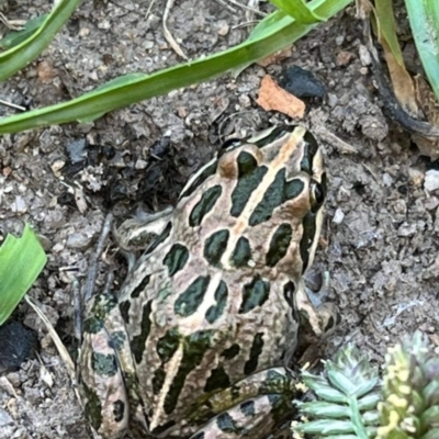Limnodynastes tasmaniensis (Spotted Grass Frog) at Paddys River, ACT - 20 Feb 2023 by jac