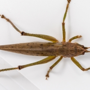 Austrosalomona sp. (genus) at Jerrabomberra, NSW - 19 Feb 2023