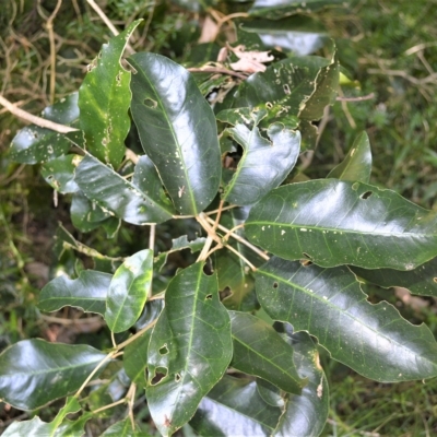 Sarcomelicope simplicifolia subsp. simplicifolia (Big Yellow Wood) at Barrack Heights, NSW - 20 Feb 2023 by plants