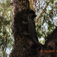 Varanus varius (Lace Monitor) at Oakdale, NSW - 20 Feb 2023 by bufferzone