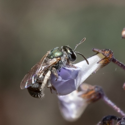 Lasioglossum (Homalictus) urbanum (Furrow Bee) at ANBG - 20 Feb 2023 by Roger