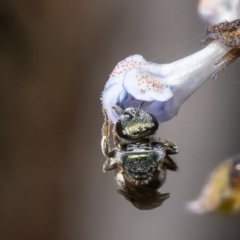 Lasioglossum (Homalictus) urbanum at Acton, ACT - 20 Feb 2023 11:26 AM