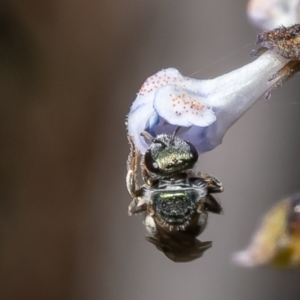 Lasioglossum (Homalictus) urbanum at Acton, ACT - 20 Feb 2023 11:26 AM