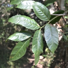 Alectryon subcinereus (Native Rambutan) at Barrack Heights, NSW - 20 Feb 2023 by plants