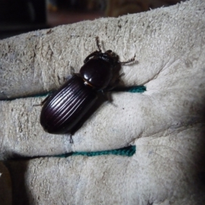 Passalidae (family) at Charleys Forest, NSW - 13 Jan 2019