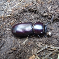 Passalidae (family) at Charleys Forest, NSW - suppressed