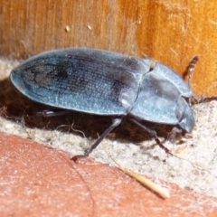 Pterohelaeus planus (Pie dish beetle) at Mongarlowe River - 9 Jan 2010 by arjay