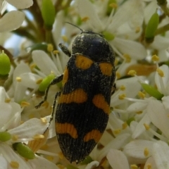 Castiarina australasiae (A jewel beetle) at Charleys Forest, NSW - 31 Jan 2010 by arjay