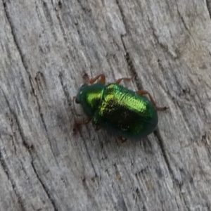 Edusella sp. (genus) at Charleys Forest, NSW - suppressed