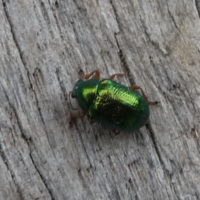 Edusella sp. (genus) (A leaf beetle) at Charleys Forest, NSW - 23 Dec 2013 by arjay