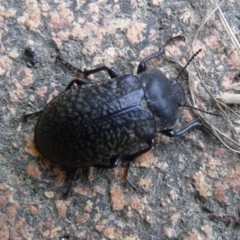 Pachycoelia sp. (genus) (A darkling beetle) at Charleys Forest, NSW - 25 Dec 2013 by arjay