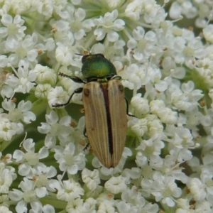 Castiarina sexguttata at Charleys Forest, NSW - suppressed