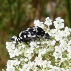 Hoshihananomia leucosticta (Pintail or Tumbling flower beetle) at Charleys Forest, NSW - 2 Jan 2014 by arjay