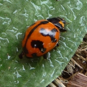 Coccinella transversalis at Charleys Forest, NSW - suppressed