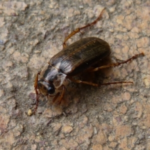 Telura sp. (genus) at Charleys Forest, NSW - 10 Nov 2019