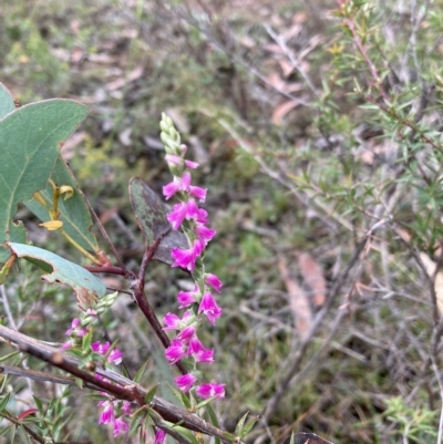 Spiranthes australis (Austral Ladies Tresses) at East Kangaloon, NSW - 19 Feb 2023 by Baronia