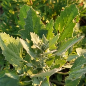 Chenopodium album at Fadden, ACT - 20 Feb 2023