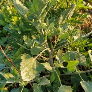 Chenopodium album at Fadden, ACT - 20 Feb 2023