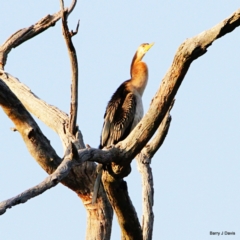 Anhinga novaehollandiae (Australasian Darter) at Throsby, ACT - 19 Feb 2023 by davobj