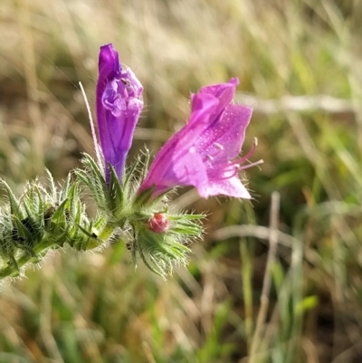 Echium plantagineum (Paterson's Curse) at Fadden, ACT - 20 Feb 2023 by KumikoCallaway