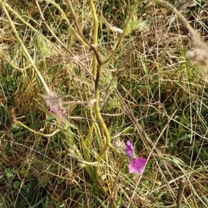 Echium plantagineum at Fadden, ACT - 20 Feb 2023