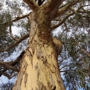 Eucalyptus rossii at Wanniassa Hill - 20 Feb 2023