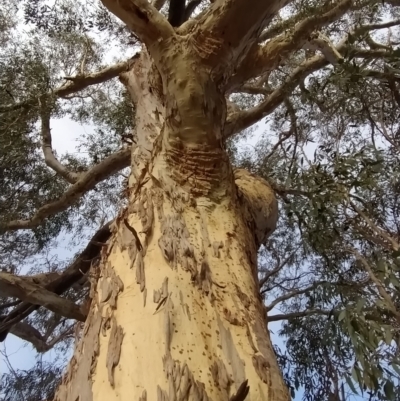 Eucalyptus rossii (Inland Scribbly Gum) at Wanniassa Hill - 19 Feb 2023 by KumikoCallaway