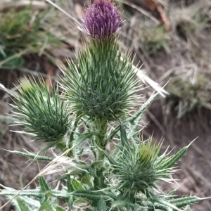 Cirsium vulgare at Fadden, ACT - 20 Feb 2023