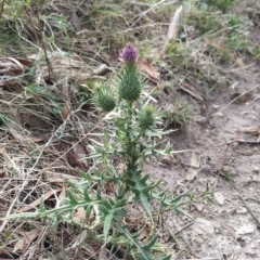 Cirsium vulgare at Fadden, ACT - 20 Feb 2023