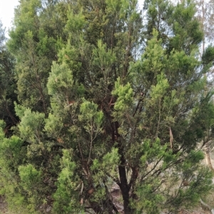 Exocarpos cupressiformis at Fadden, ACT - 20 Feb 2023 08:37 AM