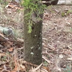 Exocarpos cupressiformis at Fadden, ACT - 20 Feb 2023 08:37 AM