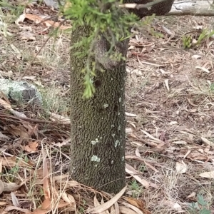 Exocarpos cupressiformis at Fadden, ACT - 20 Feb 2023 08:37 AM