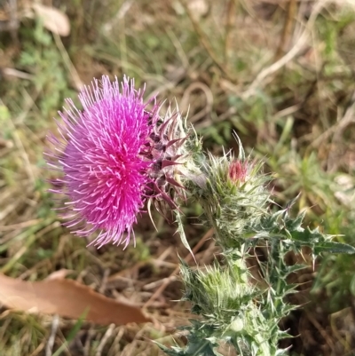 Carduus nutans (Nodding Thistle) at Fadden, ACT - 19 Feb 2023 by KumikoCallaway