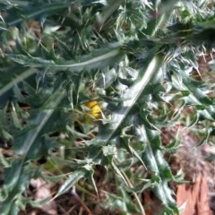 Carduus nutans at Fadden, ACT - 20 Feb 2023 08:50 AM