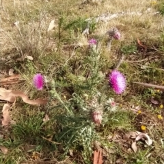 Carduus nutans at Fadden, ACT - 20 Feb 2023 08:50 AM