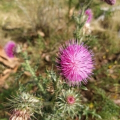 Carduus nutans at Fadden, ACT - 20 Feb 2023 08:50 AM