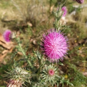 Carduus nutans at Fadden, ACT - 20 Feb 2023 08:50 AM