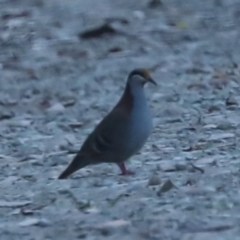 Phaps elegans (Brush Bronzewing) at Namadgi National Park - 19 Feb 2023 by JohnHurrell