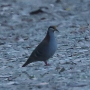 Phaps elegans at Cotter River, ACT - 20 Feb 2023 07:49 AM