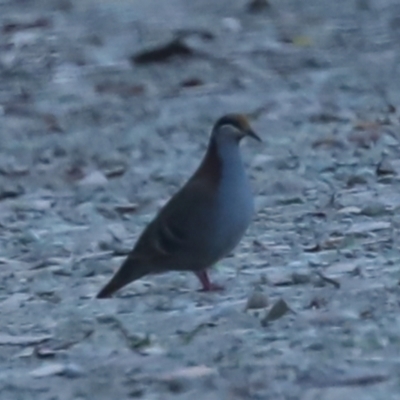 Phaps elegans (Brush Bronzewing) at Cotter River, ACT - 19 Feb 2023 by JohnHurrell