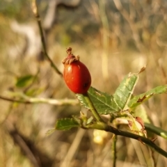 Rosa canina (Dog Rose) at Wanniassa Hill - 19 Feb 2023 by KumikoCallaway