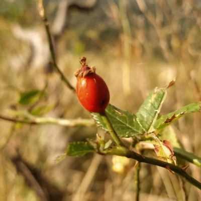 Rosa canina (Dog Rose) at Fadden, ACT - 19 Feb 2023 by KumikoCallaway