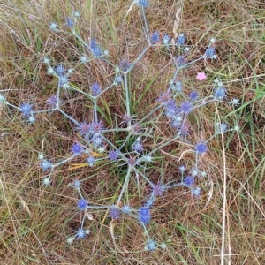 Eryngium ovinum at Jerrabomberra, ACT - 29 Jan 2023