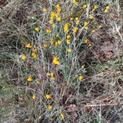 Chrysocephalum apiculatum (Common Everlasting) at Jerrabomberra, ACT - 11 Feb 2023 by CallumBraeRuralProperty