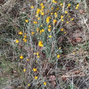 Chrysocephalum apiculatum at Jerrabomberra, ACT - 12 Feb 2023 10:00 AM