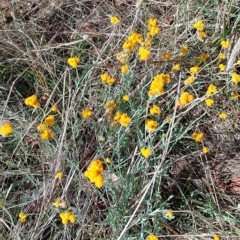 Chrysocephalum apiculatum at Jerrabomberra, ACT - 12 Feb 2023 10:00 AM