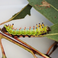 Opodiphthera eucalypti (Emperor Gum Moth) at Cook, ACT - 26 Jan 2023 by CathB