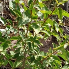 Ligustrum lucidum (Large-leaved Privet) at Wanniassa Hill - 19 Feb 2023 by KumikoCallaway