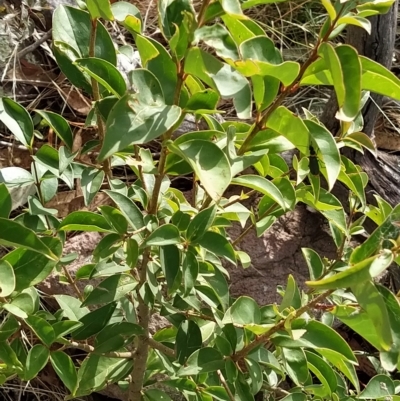 Ligustrum lucidum (Large-leaved Privet) at Fadden, ACT - 19 Feb 2023 by KumikoCallaway