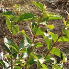 Ligustrum lucidum at Fadden, ACT - 20 Feb 2023